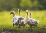 开云棋牌入口-沙漠玫瑰绽放圣西罗，斯通斯一锤定音，阿尔及利亚友谊赛力克AC米兰